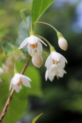 Styrax japonica - sturač japonský - květ